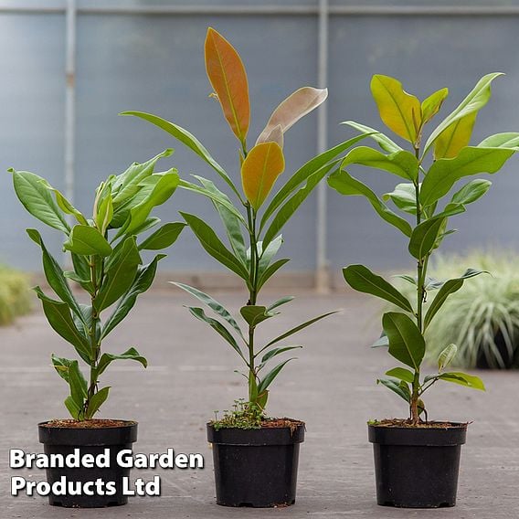 Magnolia grandiflora