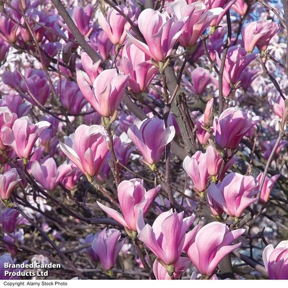Magnolia 'Heaven Scent' (Mature Tree)