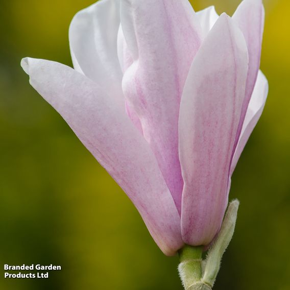 Magnolia 'Heaven Scent' (Mature Tree)