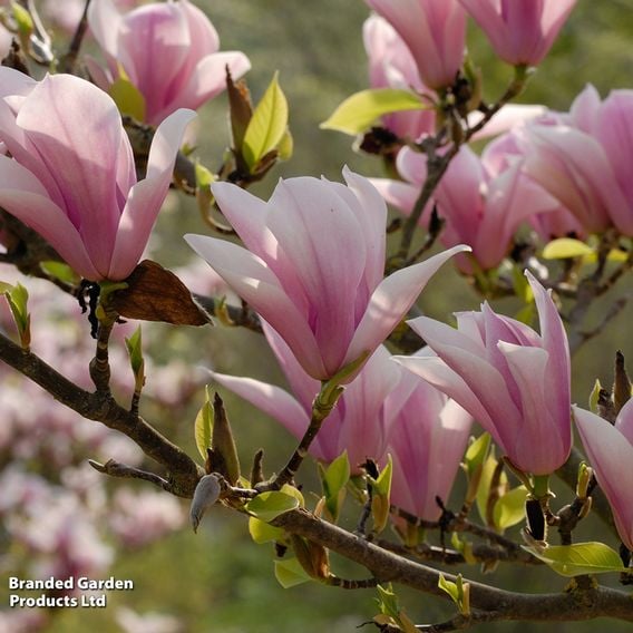 Magnolia 'Heaven Scent' (Mature Tree)
