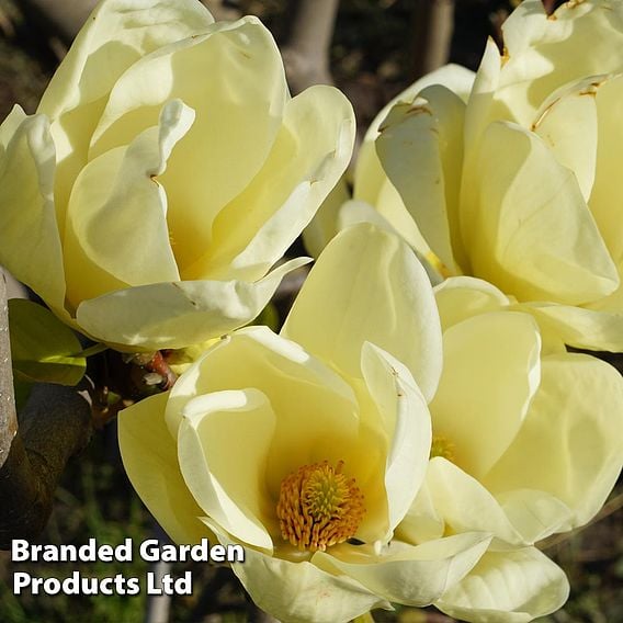 Magnolia 'Honey Tulip'