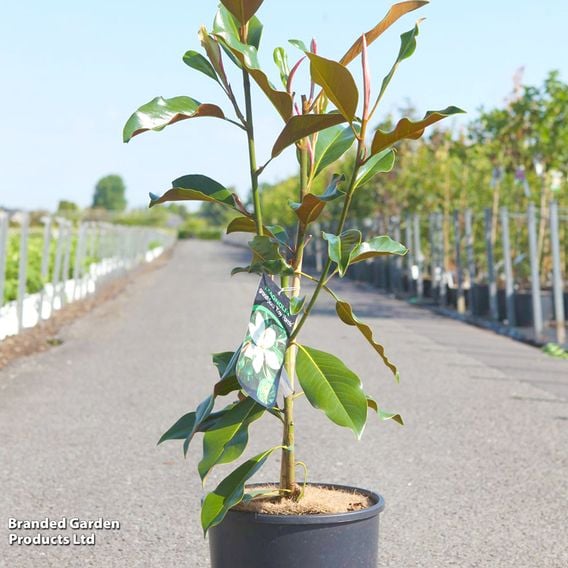 Magnolia grandiflora 'Kay Parris'