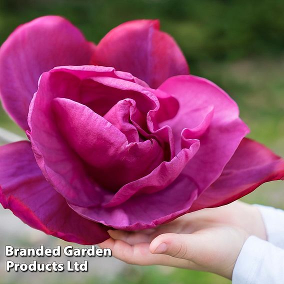 Magnolia 'Meganolia'