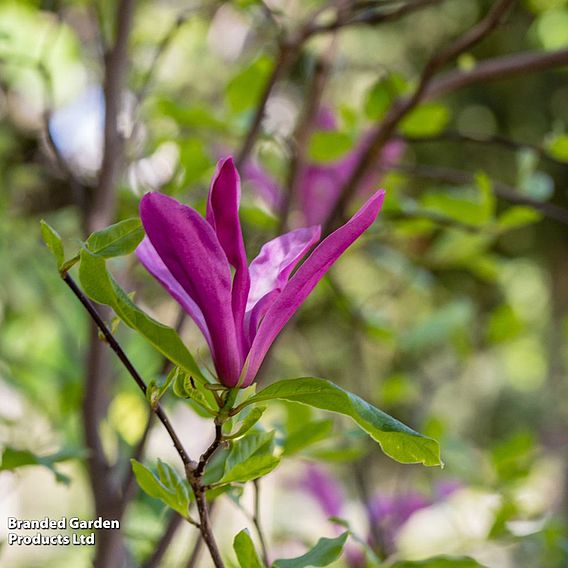 Magnolia liliflora 'Nigra'