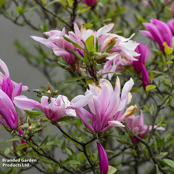 Magnolia liliflora 'Nigra'