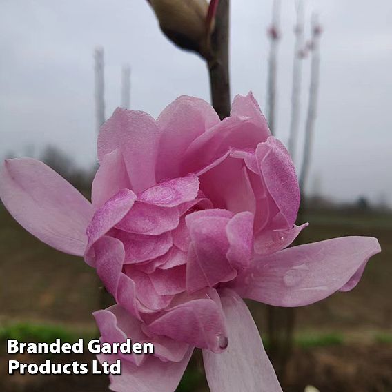 Magnolia 'Pink Perfection'