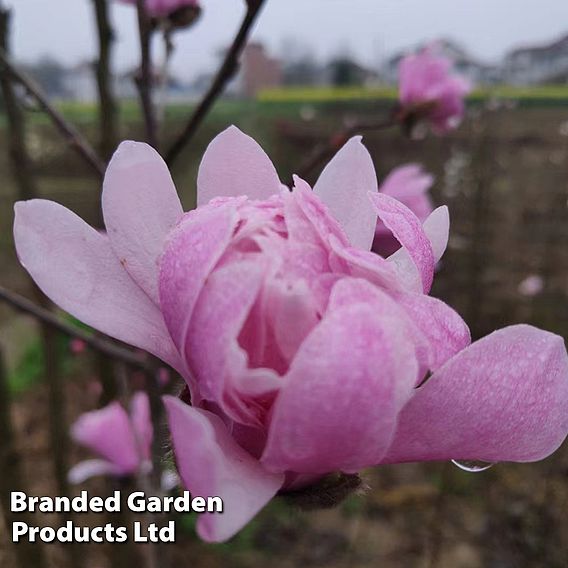 Magnolia 'Pink Perfection'