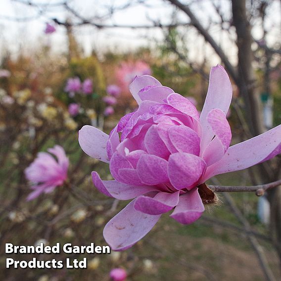 Magnolia 'Pink Perfection'
