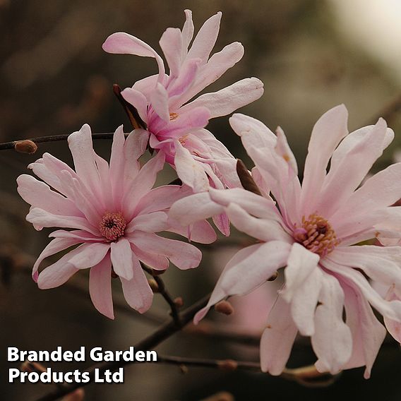 Magnolia 'Pink Perfection'