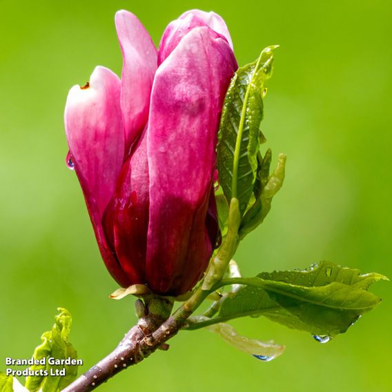 Magnolia 'Pink Pyramid'