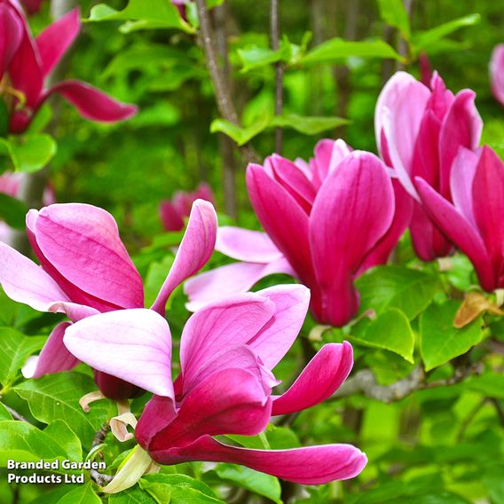 Magnolia 'Pink Pyramid'