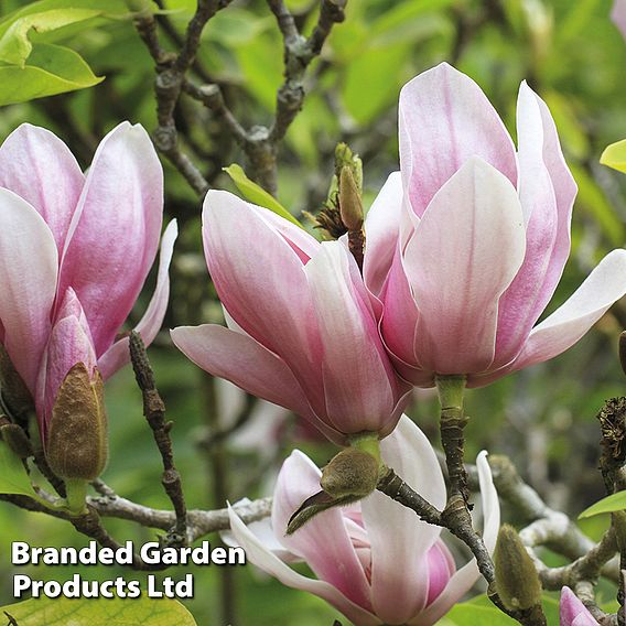 Magnolia 'Red Lucky' (Standard)