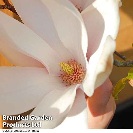 Magnolia 'Red Lucky' (Standard)