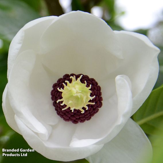 Magnolia sieboldii