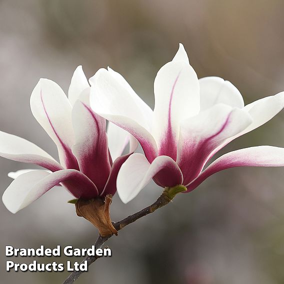 Magnolia denudata 'Sunrise Beauty'