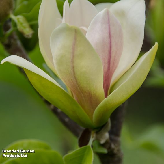 Magnolia 'Sunsation'