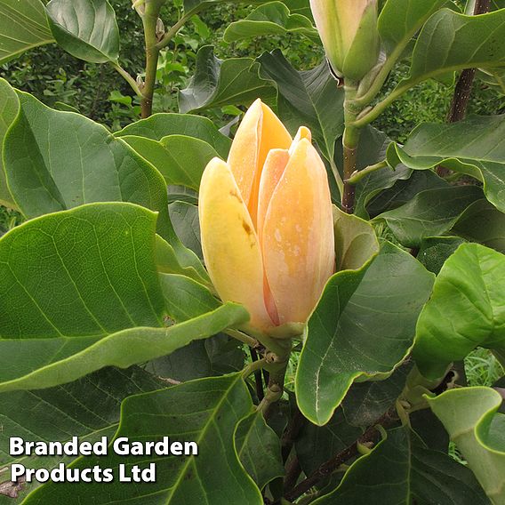 Magnolia 'Sunspire'