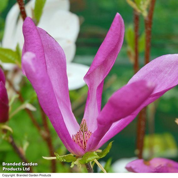 Magnolia 'Susan'