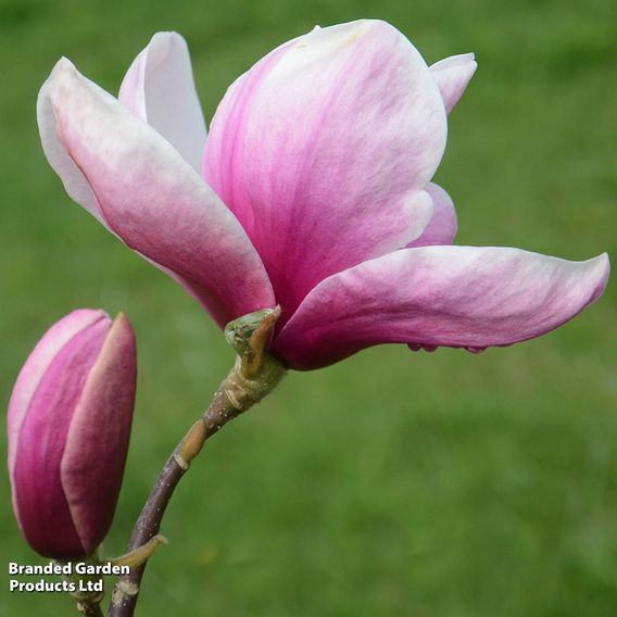 Magnolia 'Tiketare'