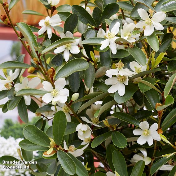 Magnolia laevifolia 'Vanilla Pearls'