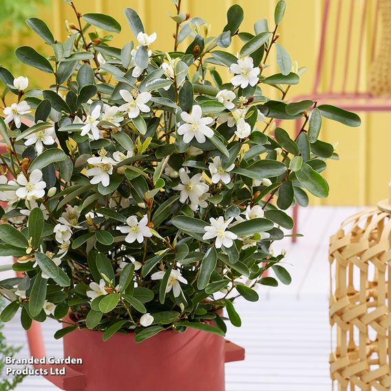 Magnolia laevifolia 'Vanilla Pearls'