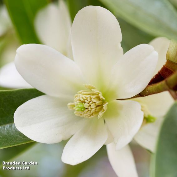 Magnolia laevifolia 'Vanilla Pearls'