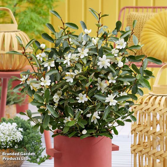 Magnolia laevifolia 'Vanilla Pearls'