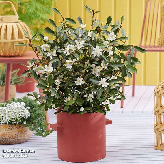 Magnolia laevifolia 'Vanilla Pearls'