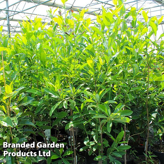Magnolia virginiana