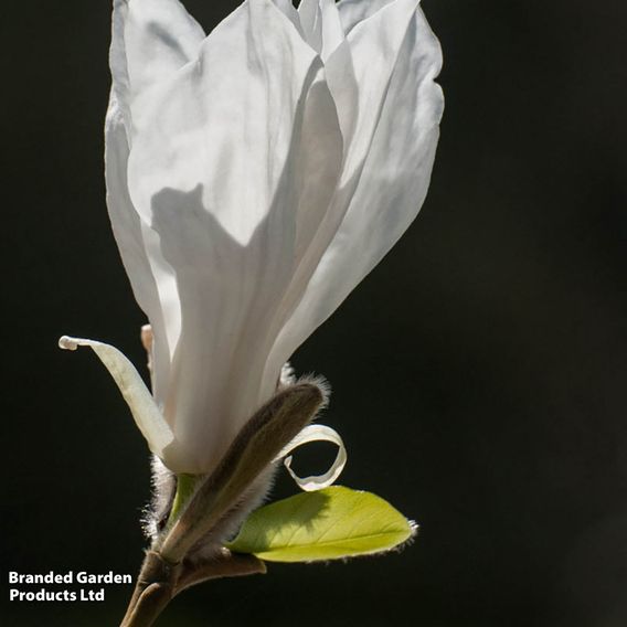 Magnolia salicifolia 'Wada's Memory' (Mature Tree)