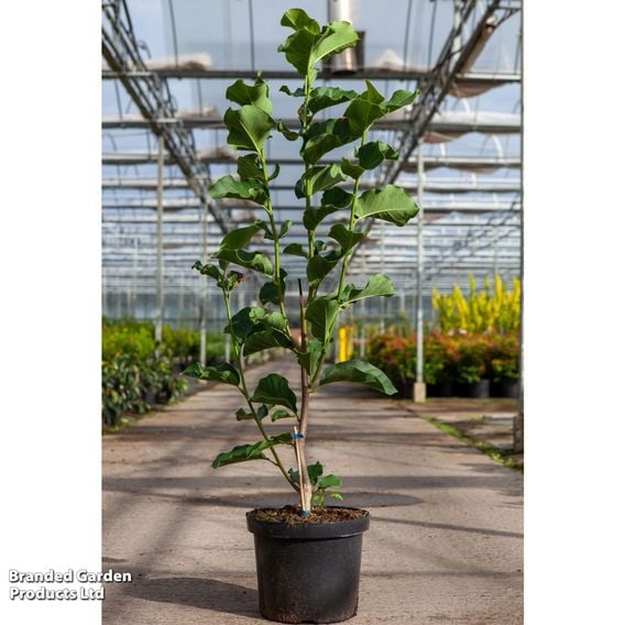 Magnolia 'Watermelon'