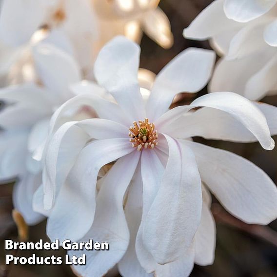 Magnolia x loebneri 'Wildcat'