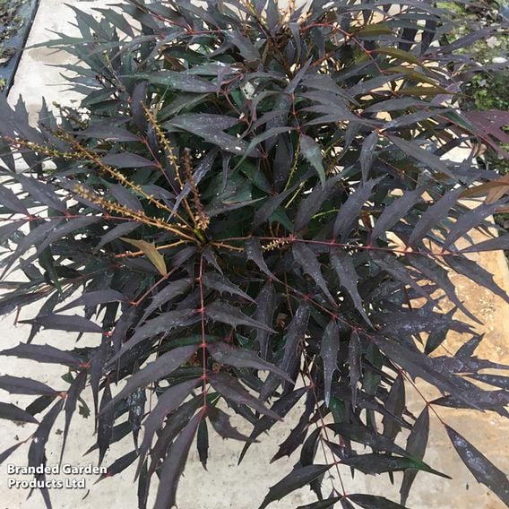 Mahonia eurybracteata 'Meteor'