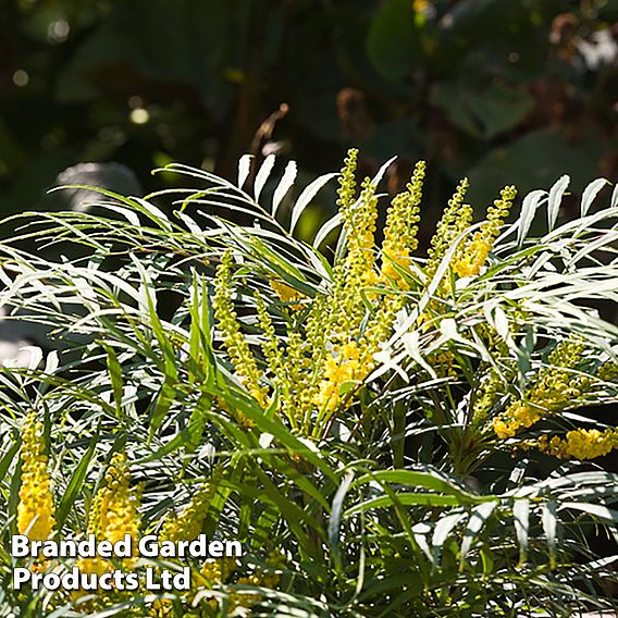 Mahonia 'Soft Caress'