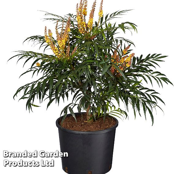 Mahonia 'Volcano'