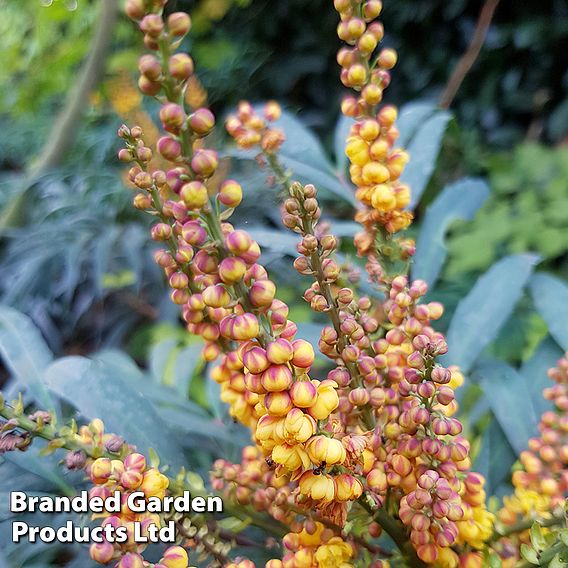Mahonia 'Volcano'