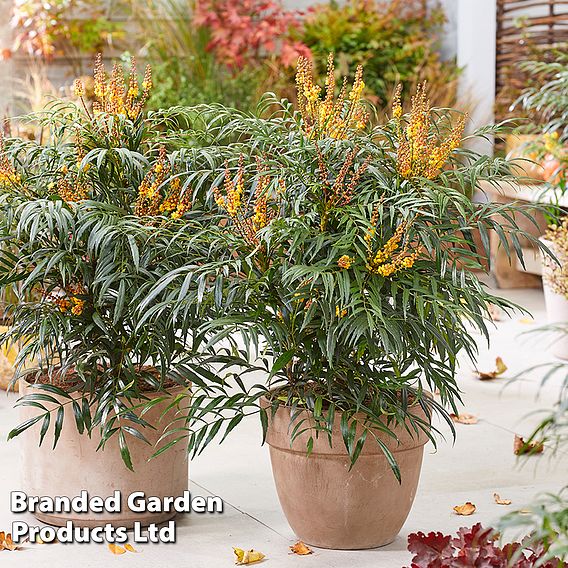Mahonia 'Volcano'