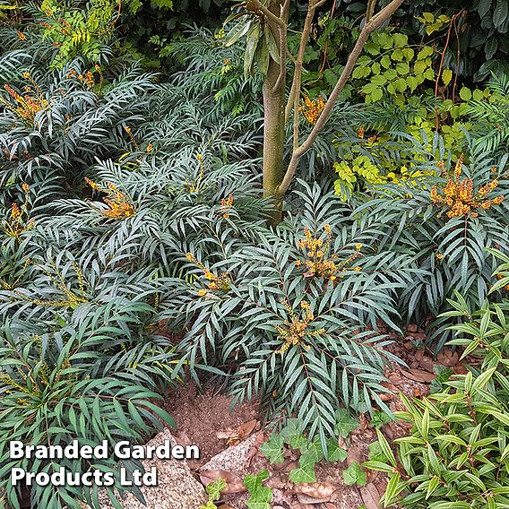 Mahonia 'Volcano'