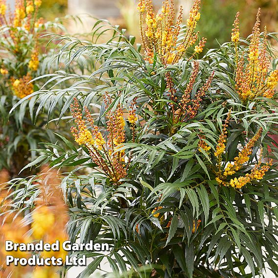 Mahonia 'Volcano'