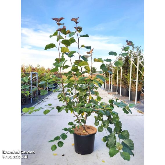 Crab Apple 'Brandy Magic'