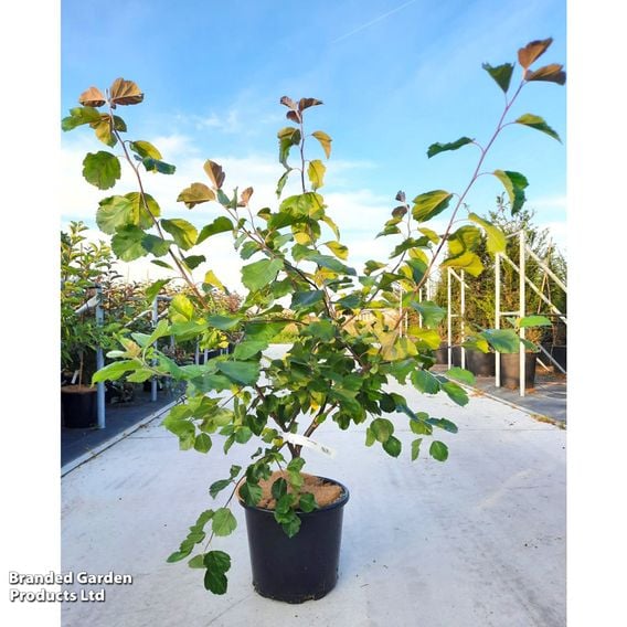 Crab Apple 'Brandy Magic'