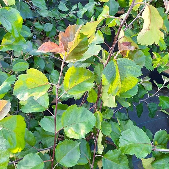 Crab Apple 'Brandy Magic'
