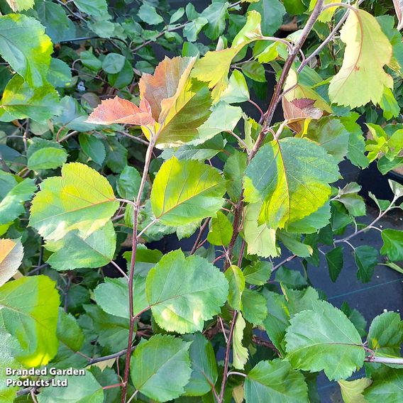 Crab Apple 'Brandy Magic'