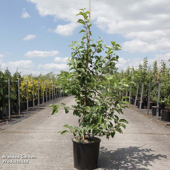 Crab Apple 'Evereste'