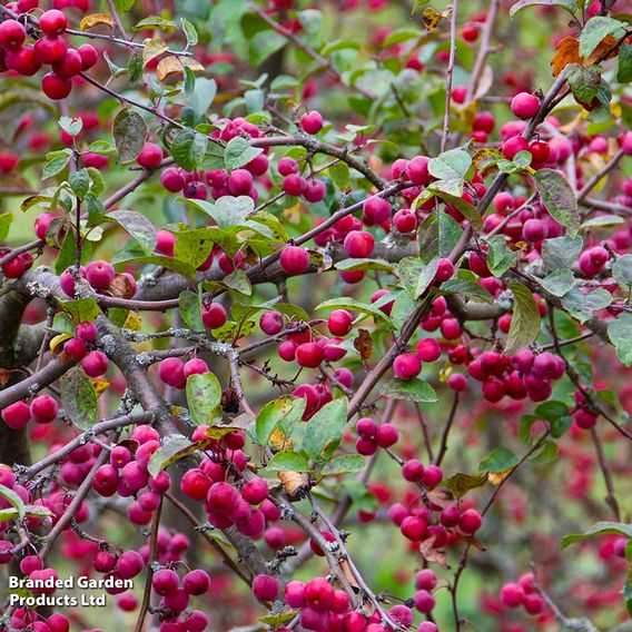 Crab Apple 'Evereste'