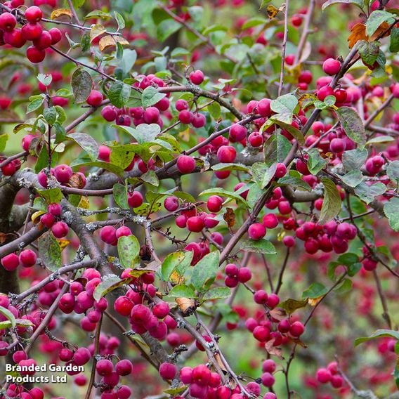 Crab Apple 'Evereste' (Mature Tree)