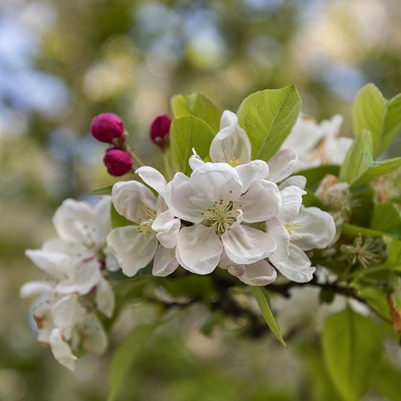 Crab Apple 'Evereste' (Mature Tree)