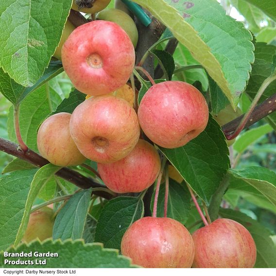 Crab Apple 'Evereste'