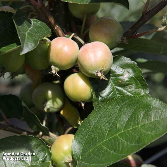 Crab Apple 'Golden Hornet' (Mature Tree)