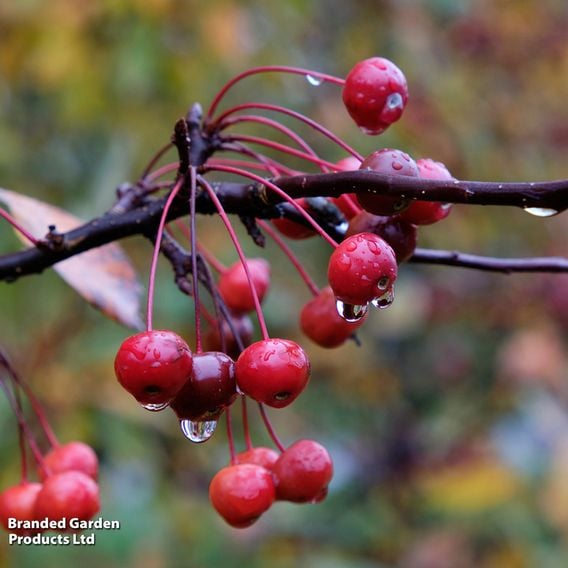 Crab Apple 'Profusion' (Mature Tree)
